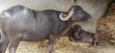 ભેસ વેસવાની ૧૫ દિવસ કાસી સે દેશી
