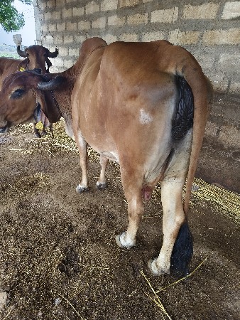 veshvani che