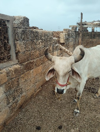 બળદ વેચવાના છે