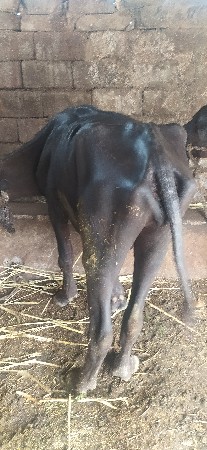 ખડેલી વેચવાની છે