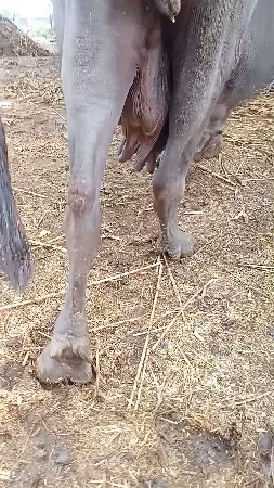 ભેંસ વેચવાની છે