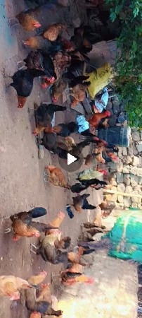 desi murgi veg  150 nag  month n