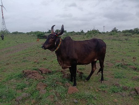ગાયવૅચવાનિછૅપૅલૃવૅતર