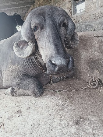ભેસ વેચવાની છે