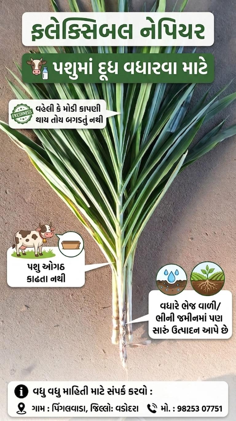 ફ્લેક્સિબલ નેપિયર