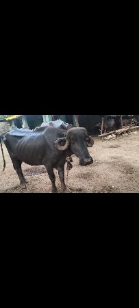 દૂધ 3/4  વેતર 2  કિંમત 75000