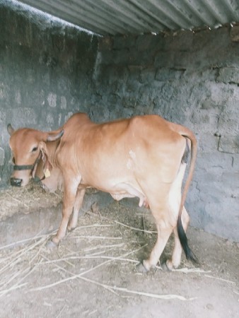 ગાય વેસવાની છે