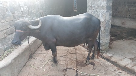 ભેશ વેચવાની છે