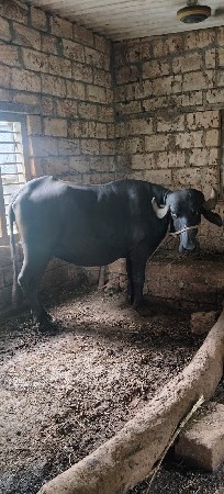 પેલું વેતર