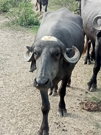 પેલું વેતર 25 દિવસ ની વાર સે
