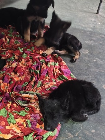 zarman shefard female puppy