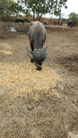 પાડોવેસવાનોછે