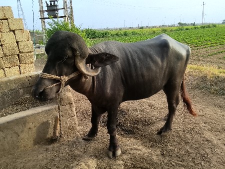 ખડેલી વેચવાનિ છે.