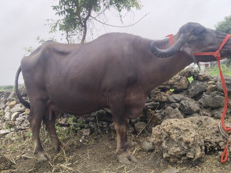 આ ભેંસ વેચવાની છે
