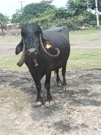 ભેંસ વેચવાની છે
