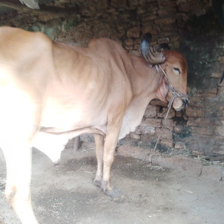 baradh vechvanu che