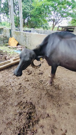 પેલા વેતર ખડેલ વેચવા ની છે નવ