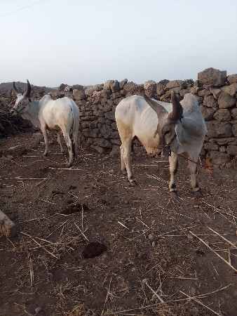 ગોડલા વેચવાના છે