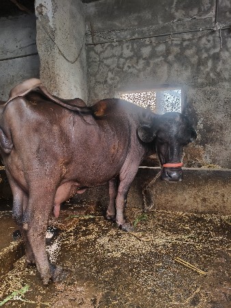 ભેંસ વેચવાની છે