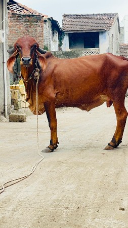 ગીર હોડકી વેચવાની છે