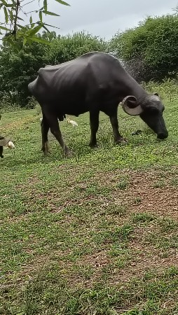 બીજા વેતર ની ખડાય વેચવાની છે