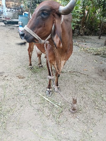 ઞાય
