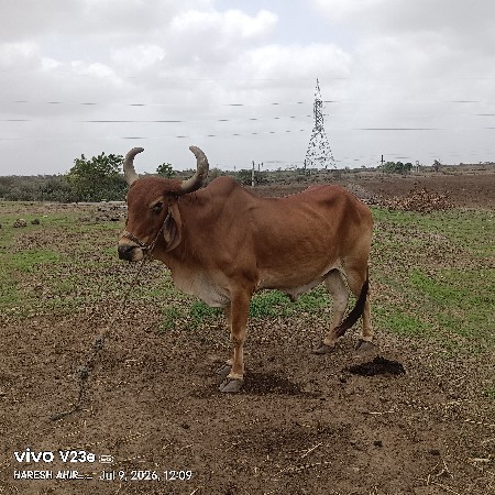 બળદ વેચવાનો