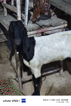 1 bakri 1 bachi..11000 ma 2nag
