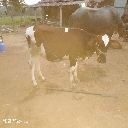 વાંસળી વેસવાની સે