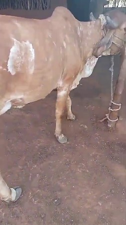 વેચવાની છે