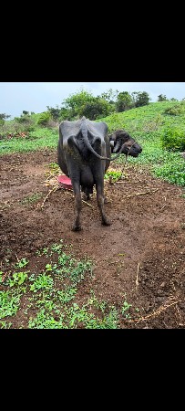 ભેંસ વેચવાની છે