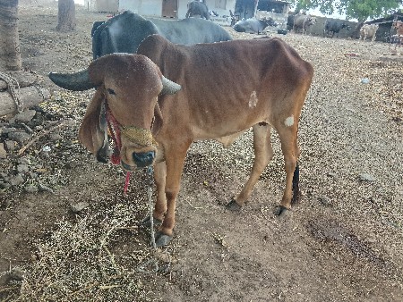 વેચવાની છે