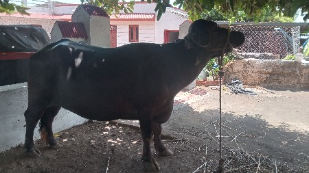 ભેસ વેચવા ની છે