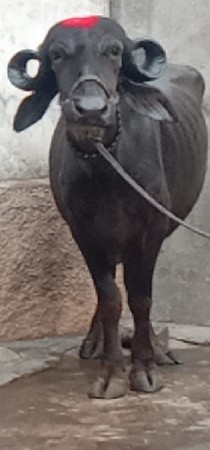 ભેંસ વેચવાનું છે