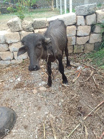 પાડૉવૅચવાનૉછૅ