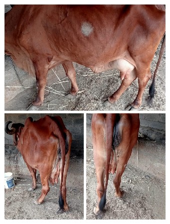 ગાય વેચાણ