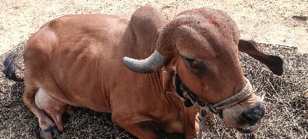 ગીર ગાય વેચવા ની છે