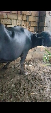 આ ભેંસ વેચવાની છે