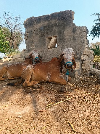 બળધૂ વેચવાના છે