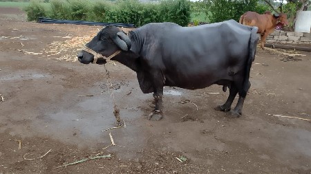 ભેસ