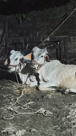 આ બે વાશડા વેચવાના છે