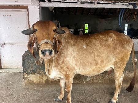 ગાય