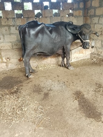 ભેંસ વેસવી