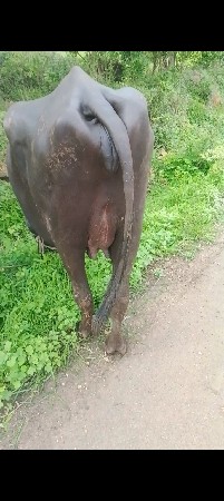 ભેશ વેસવાની છે