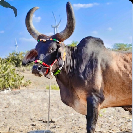 આ બળદ વેચવાનું છે