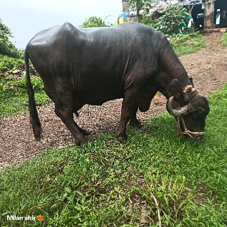 ભેંશ વેચવા ની સે