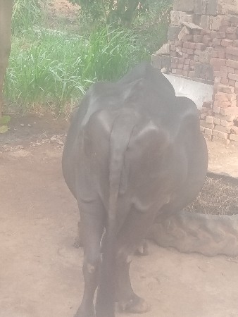 bhesh vechva ni se
