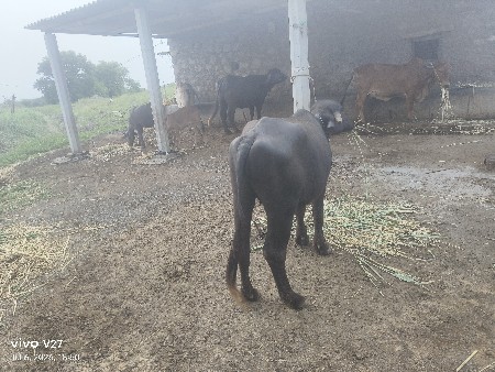 ખડેલી વેસ વાની છે