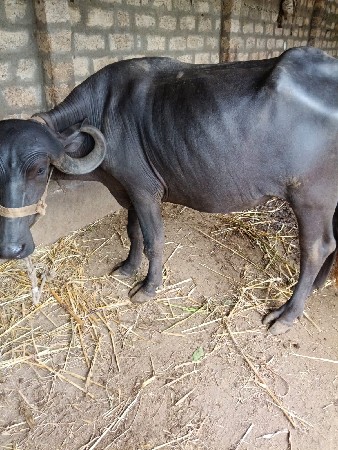 પેલું વેતર ખડેલી
