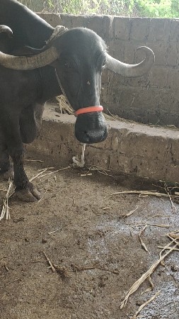 ભેંસ વેચવાની છે